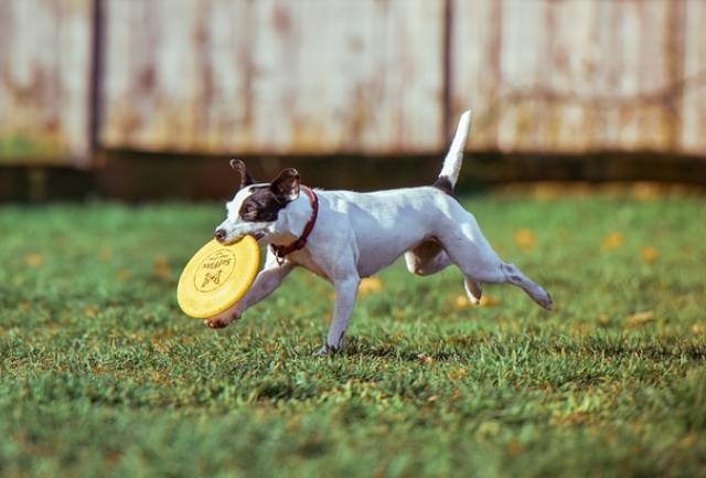 Chien jouant au frisbee