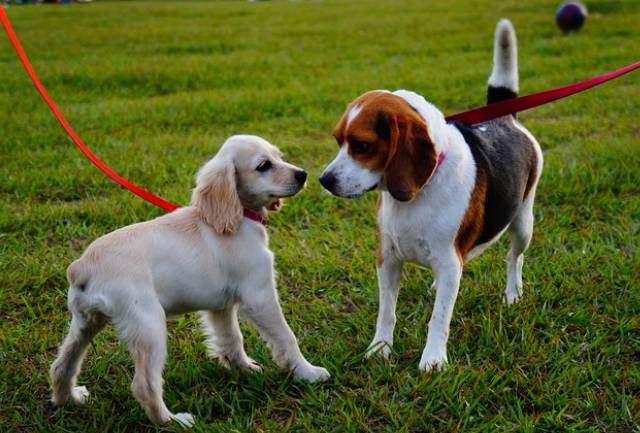 Chiens se présentant