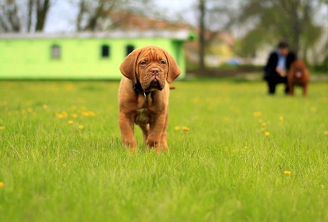 Chien courrant au caniparc